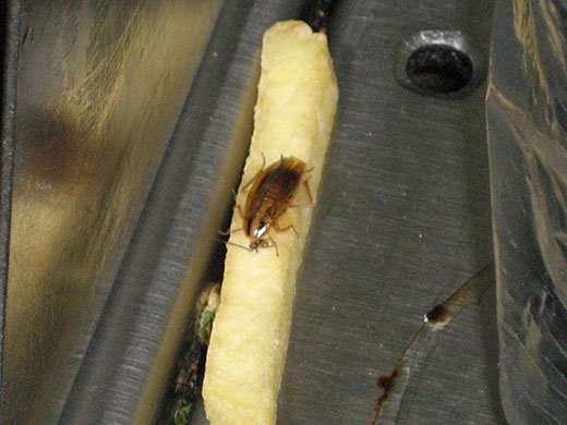 week in business: KFC fined £19,000 for food hygiene breaches cockroach