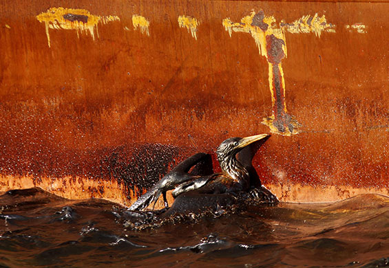 Deepwater Horizon: Gulf Oil Spill Begins To Reach Land : An oil soaked bird