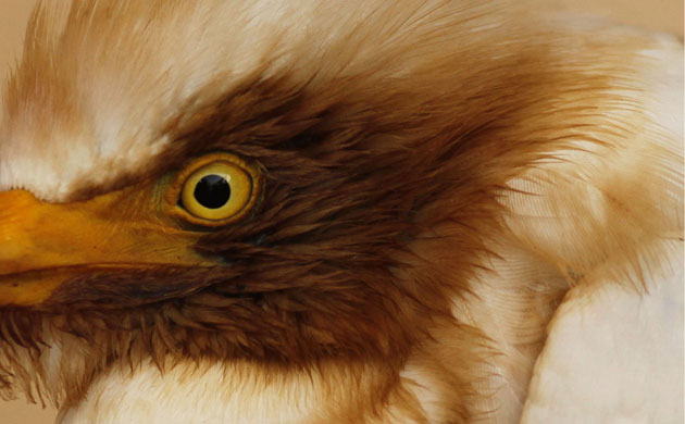 Deepwater Horizon: Gulf Oil Spill Begins To Reach Land : An oil stained cattle egret