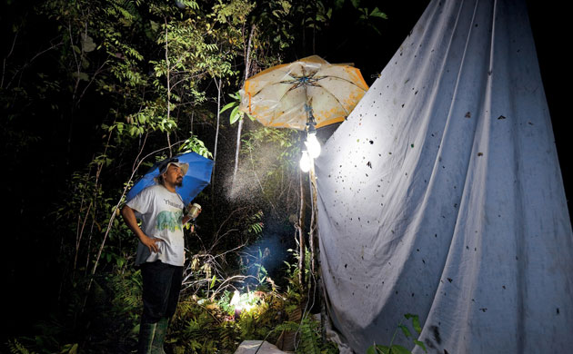 New species: Foja Mountains, Indonesian island of New Guinea