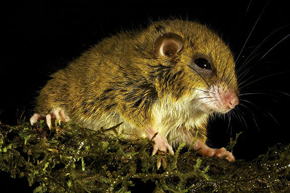 New species: Foja Mountains, Indonesian island of New Guinea