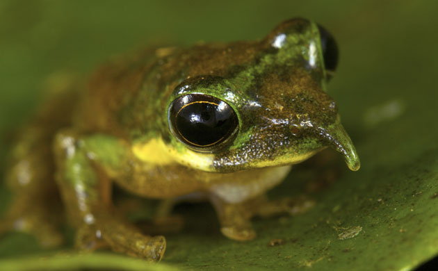 New species: Foja Mountains, Indonesian island of New Guinea