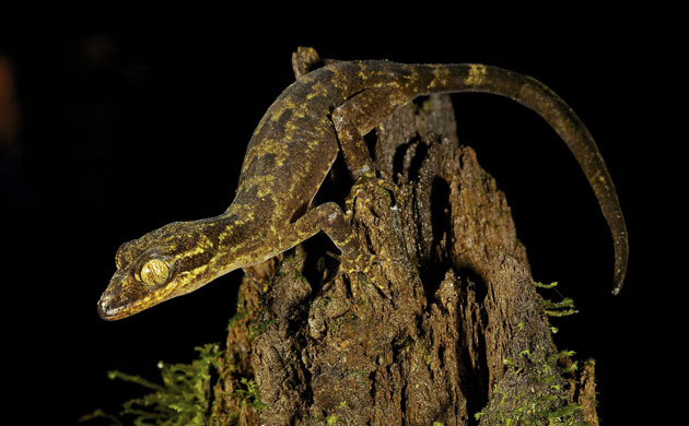 New species: Foja Mountains, Indonesian island of New Guinea