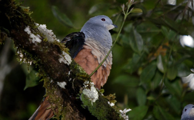 New species: Imperial pigeon, Foja Mountains, Indonesian island of New Guinea