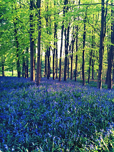 Bluebells: Celeste Calvet: Brockwood Park, Hampshire