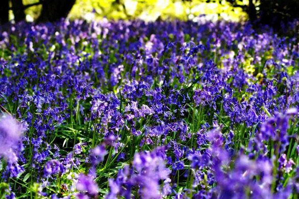 Bluebells: Guya Carpenter: Leath Hill, Surrey