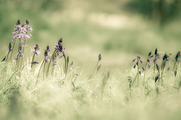 Bluebells: Harold Lloyd: Cambridge