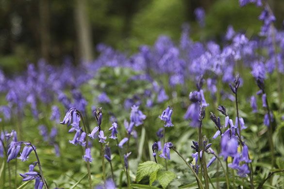Bluebells: Rhys Thomas Fowler: Penglais Woods, Aberystwyth