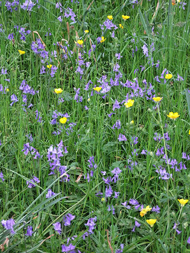 Bluebells: Richard Lewald-Jezierski: Pembroke Lodge Gardens, Richmond Park