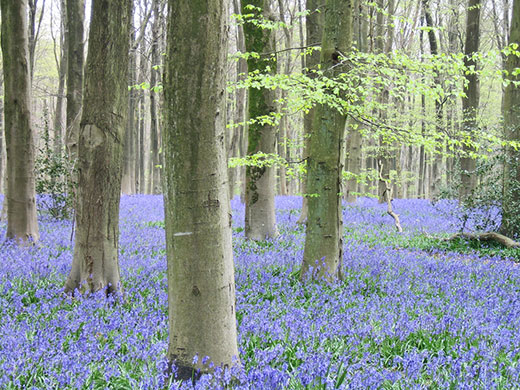 Bluebells: Wol Balston: West Woods near Malborough in Wiltshire
