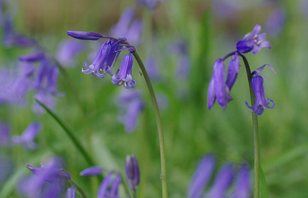 Bluebells: Chas Leslie: Birchall's Wood, nr Ridgmont, Bedfordshire 