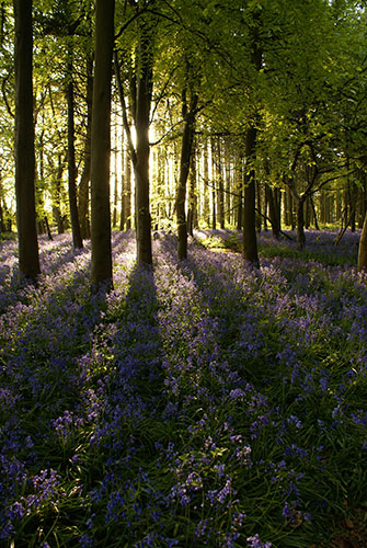 Bluebells: Robin Capel-Dinn: Catmere End, Essex