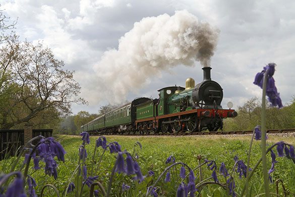 Bluebells: Dave Bowles: Bluebell Railway, Sussex