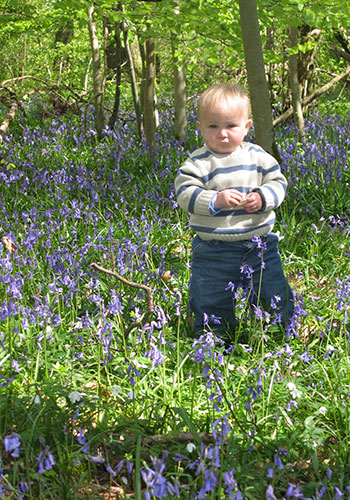 Bluebells: Susie Leverton: Alfred in Crab Wood, near Winchester