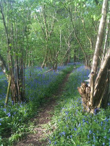 Bluebells: Kate Wilson: Turnham Wood, Spirthill, Wiltshire