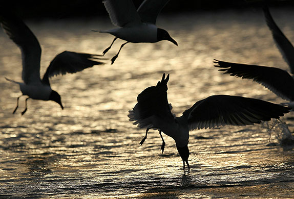 24 Hours in Pics: Gulf Coast Struggles With Oil Spill And Its Economic Costs