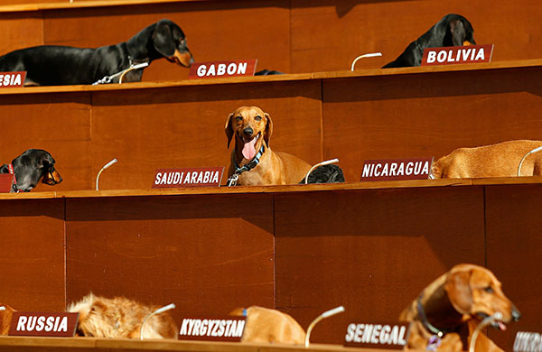 24 Hours in Pics: Art Installation Sees Dachshunds Take Over United Nations Meeting