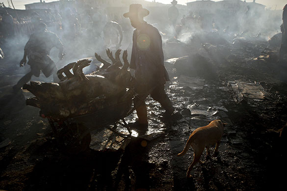 24 hours in pictures: Port-au-Prince, Haiti: A slaughterhouse worker pushes a wheelbarrow of pigs