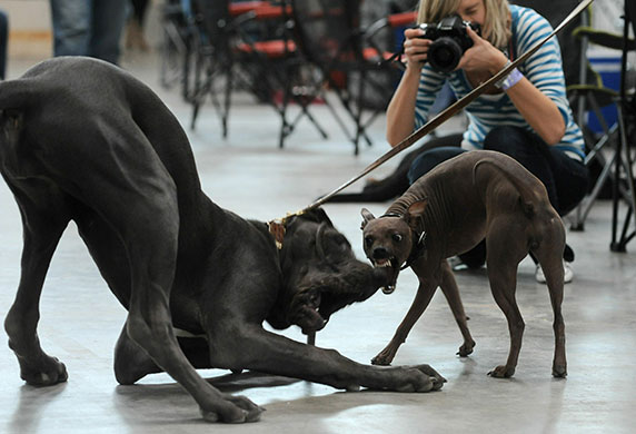 24 hours in pictures:  Danube International Dogs Exhibition