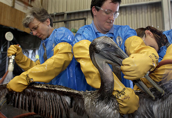 24 hours in pictures: A Brown Pelican is cleaned at a rehabilitation centre