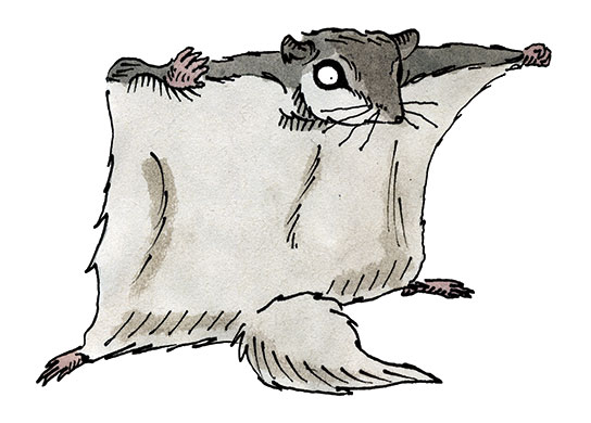 Know your rodent: Know Your Rodent