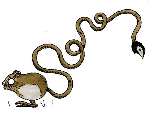 Know your rodent: Know Your Rodent