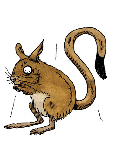 Know your rodent: Know Your Rodent