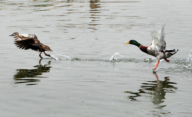 24 hours in pictures: Beijing, China: Ducks prepare to take off on a lake