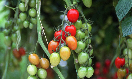 Growing tomatoes: 20 tips for tasty fruit