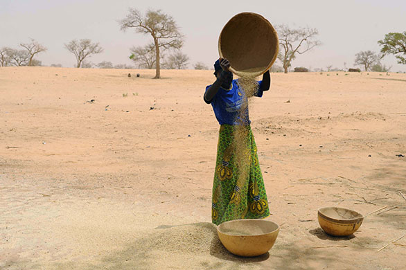 Niger Children: Faiza, 25, preparing seeds to plant in hope of a better harvest this year