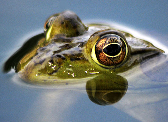 24 hours in pictures: Roswell, US: The eye of a frog is reflected on the surface of a pond