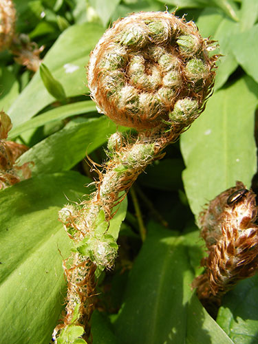 In pictures: curves: A young fern