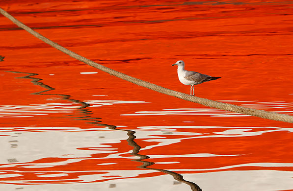 24 hours in pictures: A seagull stands on a rope, surrounded by the reflection of a red boat