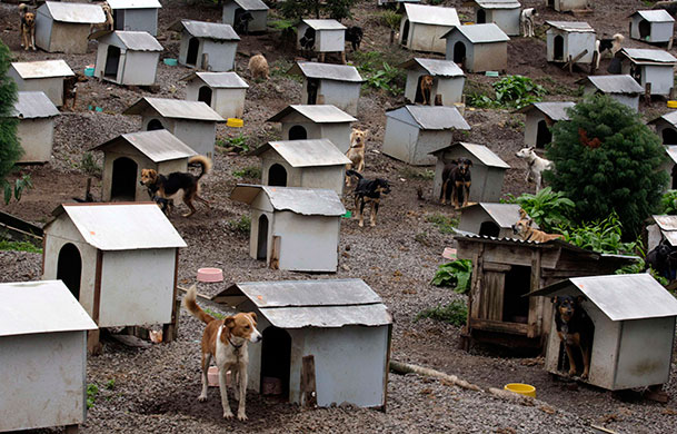 24 hours in pictures: Caxias do Sul, Brazil: Dogs wander around their houses