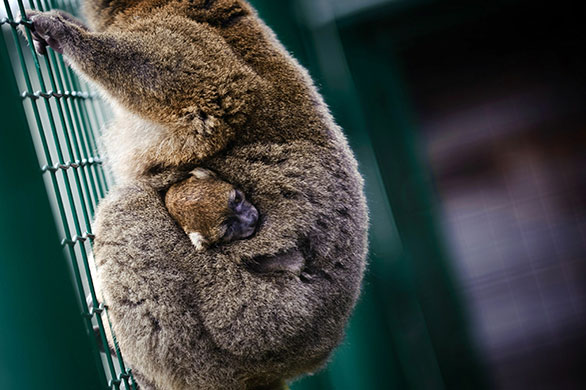 24 hours in pictures: A Hapalemur Simus lemur carries her one-month-old baby Besancon Zoo