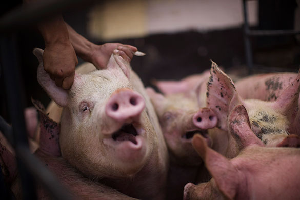24 hours in pictures: A worker grabs a pig by its ears in a slaughterhouse Guatemala City