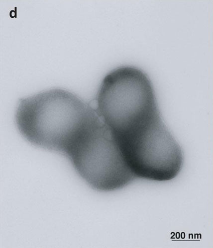 Science: Scientists create first 'synthetic' cell