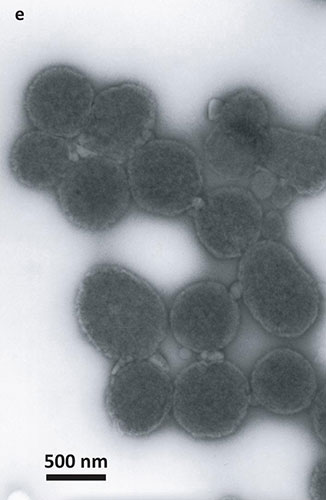 Science: Scientists create first 'synthetic' cell