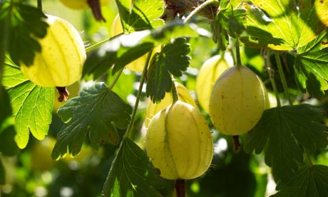 Fruit Bushes