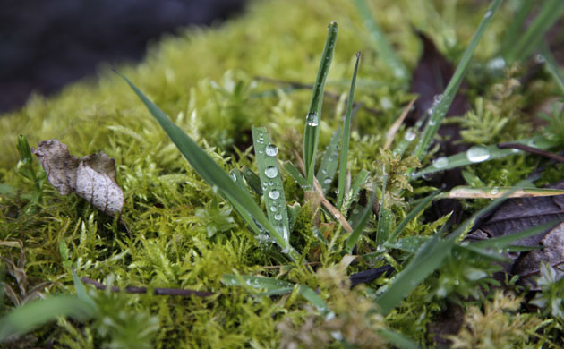 Week in wildlife: Water beads form on grass growing in a bed of moss, Mount St. Helens
