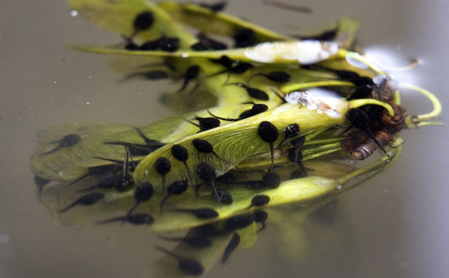Week in wildlife: Tadpoles swim around a cluster of tree seeds Cedar Rapids, Iowa