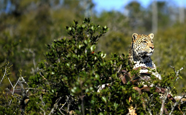 Week in wildlife: A leopard at the Shamwari wildlife hospital