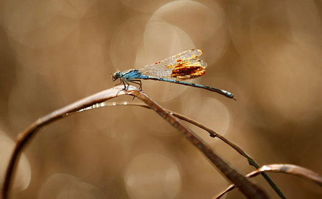 Week in wildlife: Deepwater Horizon oil spill: dragonfly covered in oil 