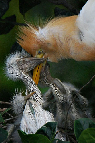 Week in wildlife: A grey egret feeds her newborn chicks in Panbazar area, India