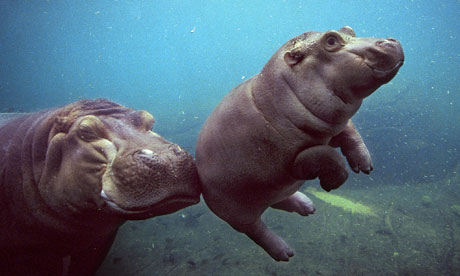 Hippo San Diego Zoo