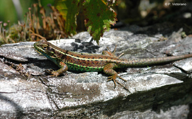 Week in Wildlife: Global Climate Change Driving Lizards to Extinction