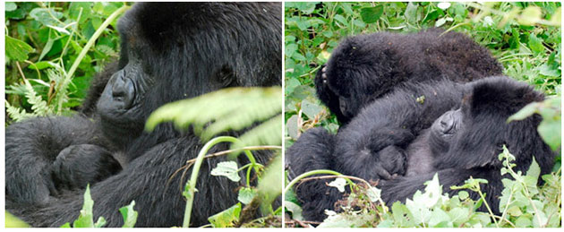 Week in Wildlife: Gorilla mother Munezero with her newborn cradled in her arms
