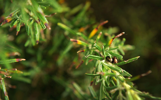 Week in Wildlife: Juliette Jowitt's garden biodiversity story 
