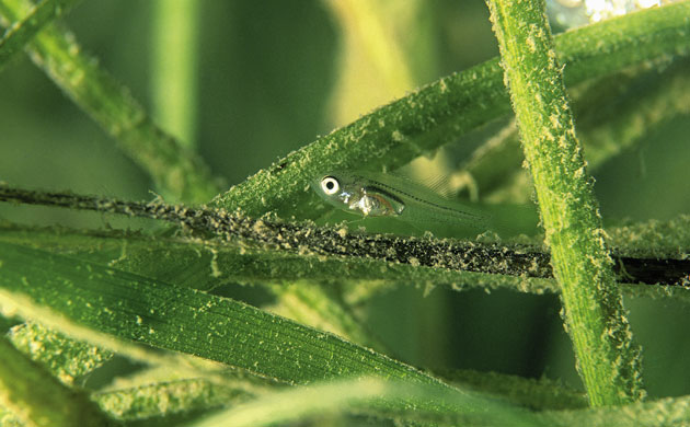 Week in Wildlife: Wildlife quiz