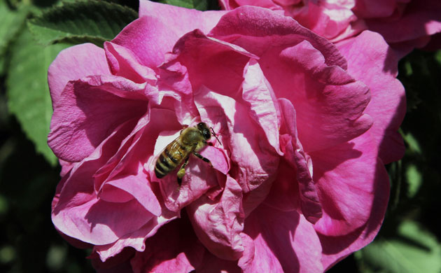 Week in Wildlife: A bee sits on a Damascene Rose